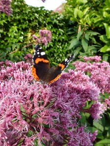 Eupatorium Eupatorium
