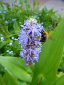 Pontederia Cordata Pontederia Cordata
