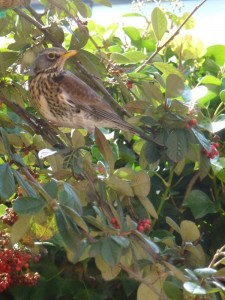 Vogelvriendelijke tuin Vogelvriendelijke tuin