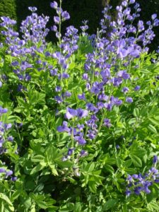 Baptisia australis Baptisia australis