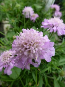 Scabiosa columbaria Pink Mist Scabiosa columbaria Pink Mist