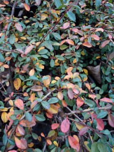 Cotoneaster praecox boer Cotoneaster praecox boer