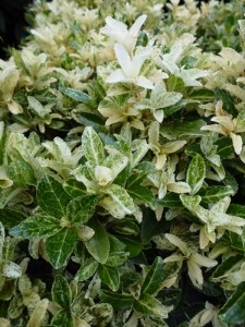 Euonymus Pierrolino Euonymus Pierrolino