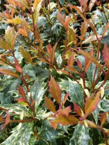Osmanthus heterophyllus Goshiki Osmanthus heterophyllus Goshiki