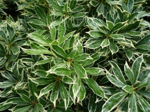 Pieres japonica Variegata Pieres japonica Variegata