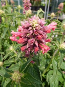 Agastache mexicana Red Fortune Agastache mexicana Red Fortune