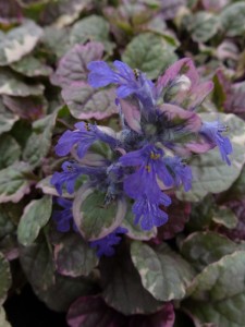 Ajuga reptans Burgundy Glow Ajuga reptans Burgundy Glow