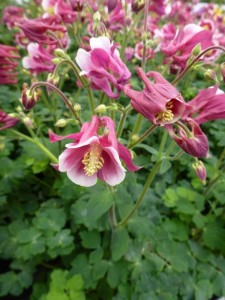 Aquilegia Winky Red White Aquilegia Winky Red White