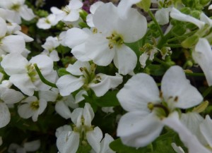 Arabis caucasica Arabis caucasica