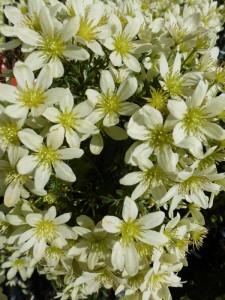 Clematis Pixie Clematis Pixie