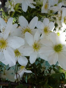 Clematis cartmanii Joe Clematis cartmanii Joe