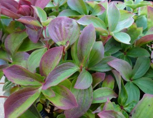 Cornus canadensis Cornus canadensis