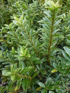 Euonymus japonicus Microphyllus Albovariegatus Euonymus japonicus Microphyllus Albovariegatus