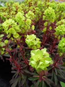 Euphorbia amygdaloides purpurea Euphorbia amygdaloides purpurea