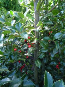 Ilex meserveae Heckenfee Ilex meserveae Heckenfee