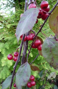 Malus Red Sentinel Malus Red Sentinel