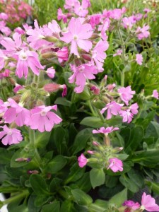 Silene Schafta Silene Schafta