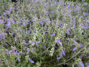Teucrium fruticans