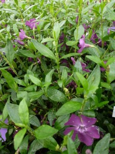 Vinca minor Atropurpurea Vinca minor Atropurpurea