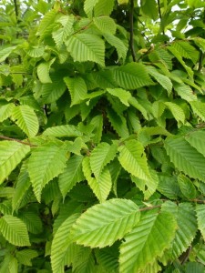 Carpinus betulus Carpinus betulus