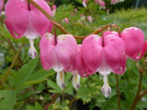 Dicentra spectabilis Dicentra spectabilis