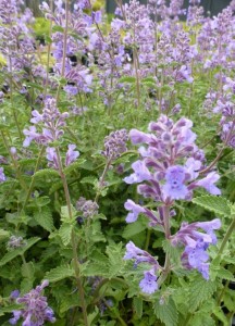 Nepeta faassenii Walkers Low Nepeta faassenii Walkers Low