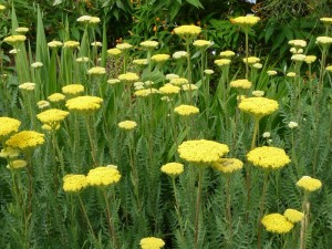 Achillea Coronation Gold Achillea Coronation Gold