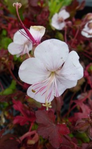 Geranium St Ola Geranium St Ola