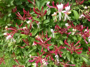 Lonicera periclymenum Serotina Lonicera periclymenum Serotina