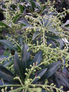 Pieris taiwanensis Pieris taiwanensis