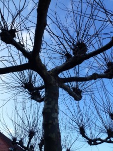 Platanus hispanica Platanus hispanica