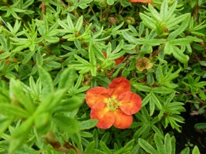 Potentilla fruticosa Red Ace Potentilla fruticosa Red Ace