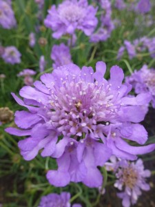 Scabiosa Butterfly Blue Scabiosa Butterfly Blue