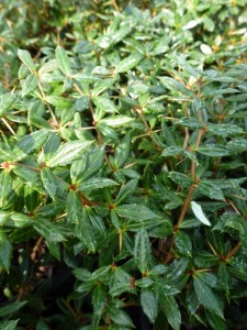 Berberis frikartii Amstelveen Berberis frikartii Amstelveen