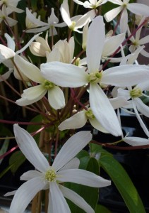 Clematis armandii Snowdrift Clematis armandii Snowdrift