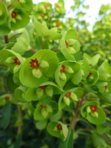 Euphorbia martinii Euphorbia martinii