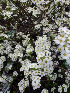 Spiraea arguta Spiraea arguta