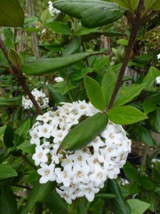 Viburnum burkwoodii Viburnum burkwoodii