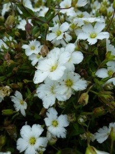 Arenaria Montana Arenaria Montana