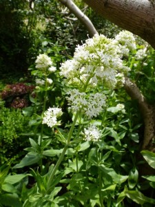 Centranthus ruber Albus Centranthus ruber Albus