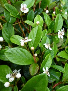 Cotoneaster dammeri Cotoneaster dammeri