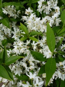 Deutzia lemoinei Deutzia lemoinei