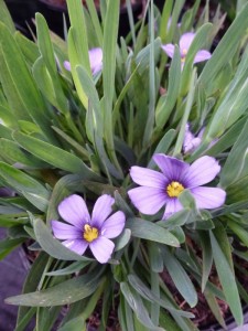 Sisyrinchium angustifolium Sapphire Sisyrinchium angustifolium Sapphire