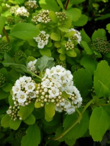 Spiraea betulifolia Tor Spiraea betulifolia Tor