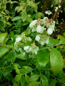 Vaccinium corymbosum Vaccinium corymbosum