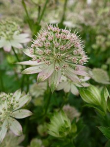 Astrantia major Florence Astrantia major Florence