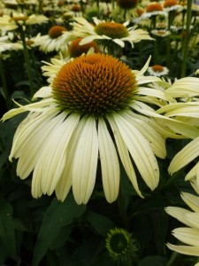 Echinacea purpurea Alba Echinacea purpurea Alba