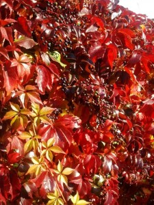 Parthenocissus quinquefolia Engelmanni Parthenocissus quinquefolia Engelmanni