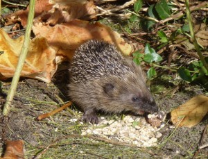 Een egelvriendelijke tuin, egel eet egelvoer Egel eet egelvoer