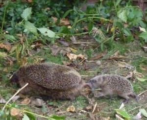 Egel met jong in de tuin Egel met jong in de tuin